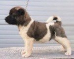 Američka Akita, TOP štenci